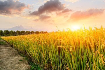 Ripe rice field and sky background at sunset time with sun rays