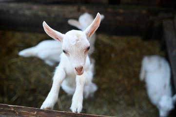 Obraz premium a white baby goat. Beautiful cute baby goat kid