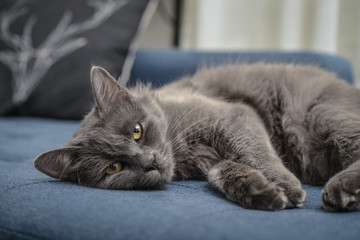 Gray cat Nebelung cat is lying on the sofa at home.