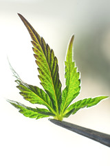 marijuana leaf