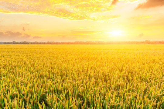 Ripe rice field and sky background at sunset time with sun rays