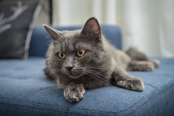 Gray cat Nebelung cat is lying on the sofa at home.