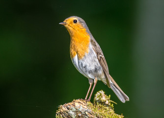 Robin