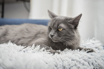 Gray cat Nebelung cat is lying on the sofa at home.