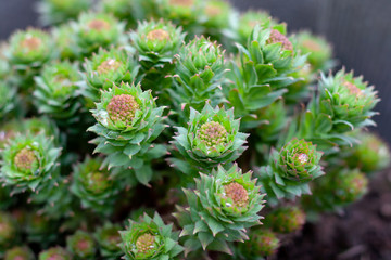 Green stems of Rhodiola rosea in the spring, covered with rain drops, closeup.