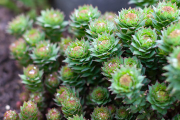 Green stems of Rhodiola rosea in the spring, covered with rain drops, closeup.