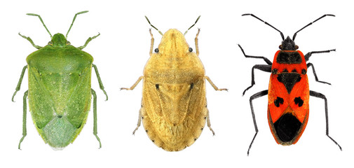 Bug species of Mediterranean Region (Hemiptera) isolated on a white background