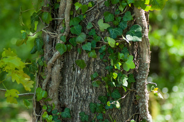 Closeup of ivy leaves on tree trunk in the forest