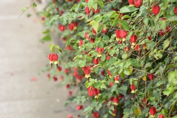 Trailing abutilon / Abutilon megapotamicum / Brazilian abutilon