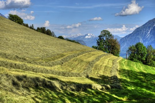 Wiese, Feld, Ernte, m&auml;hen, Heu, Heuernte, m&auml;hen, gem&auml;ht, Hang, Landwirtschaft, Bergbauer, Osttirol, Lienz, Gras, trocknen, Alpenhauptkamm, Sommer, Jahreszeit, Wolken, Himmel, Lienzer Dolomiten, Zentra