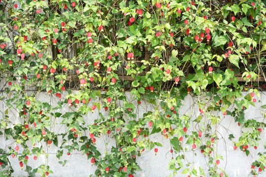 Trailing abutilon / Abutilon megapotamicum / Brazilian abutilon