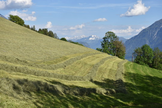 Wiese, Feld, Ernte, m&auml;hen, Heu, Heuernte, m&auml;hen, gem&auml;ht, Hang, Landwirtschaft, Bergbauer, Osttirol, Lienz, Gras, trocknen, Alpenhauptkamm, Sommer, Jahreszeit, Wolken, Himmel, Lienzer Dolomiten, Zentra