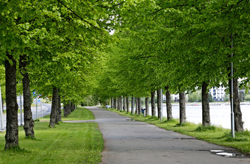 Fototapeta na wymiar Green linden trees in a row along a walkway in summer