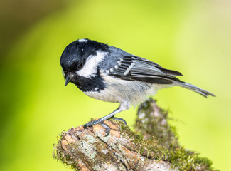 Black tit