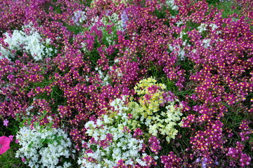 Obraz premium Magenta and yellow Toad Flax flowers (Linaria maroccana)