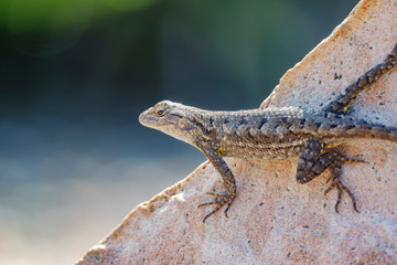 Close up shot of a beautiful Lizard