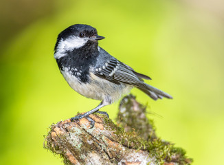 Black tit