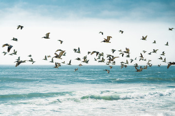 Stormy Sea and Flock of Flying Pelicans. Large Group of Birds, Animals in the Wild, Seascape