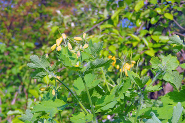 celandine close up