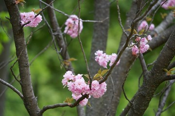 Kirschblüten im Berliner Tiergarten