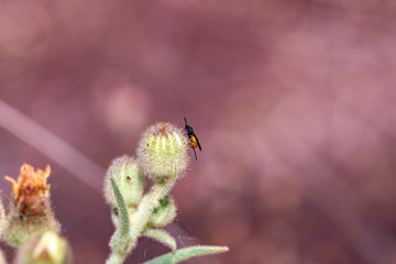 ladybug on flower