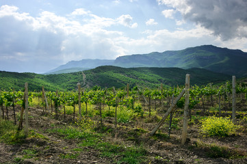 Fototapeta na wymiar Sunlit young vineyard against mountain