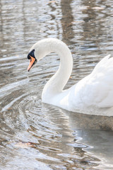Beautiful white swan on the lake. Waterfowl. White bird.