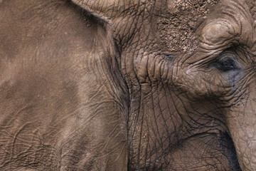 Abstract detail view of the front part of the side of an African elephant (Loxodonta africana), as background, pattern or texture in natural gray , animal