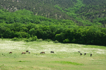 Horses grazing in blooming meadow
