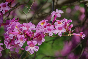 Fototapeta na wymiar Handroanthus impetiginosus tree blossom