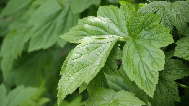 das Bl&auml;tterwerk einer japanischen Anemone, gro&szlig;e, gr&uuml;ne und kr&auml;ftige Bl&auml;tter als Busch sind zu sehen, bevor die Bl&uuml;ten kommen