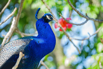 Peacock and cotton tree blossom