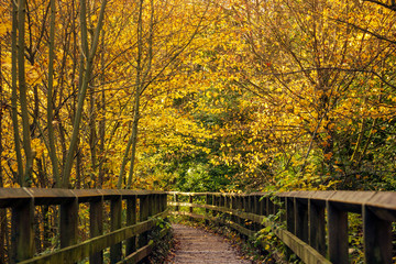 Fototapeta na wymiar Foot path through autumn trees