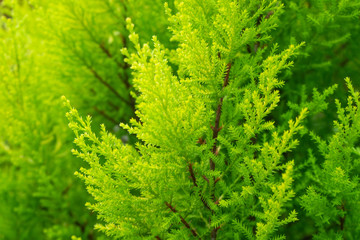 Green leaves close up outdoor.