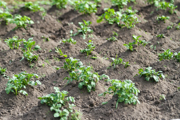 Beautiful view of countryside field with growing plants in farming.