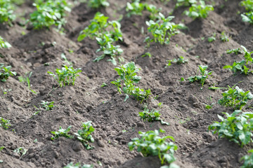 Beautiful view of countryside field with growing plants in farming.