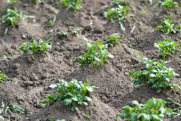 Beautiful view of countryside field with growing plants in farming.