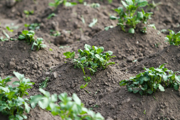 Beautiful view of countryside field with growing plants in farming.