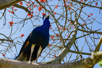Peacock and cotton tree blossom