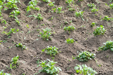 Beautiful view of countryside field with growing plants in farming.
