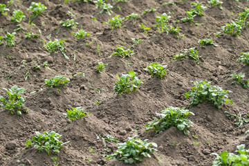 Beautiful view of countryside field with growing plants in farming.