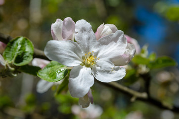 Fototapeta na wymiar Flowering fruit trees.