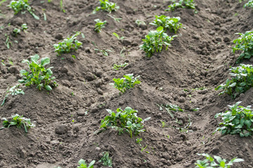 Beautiful view of countryside field with growing plants in farming.