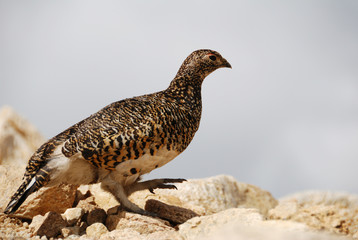 a snow grouse(a ptarmigan) / メスの雷鳥(ヨコ撮)