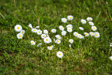 Beautiful countryside view of growing white flowers on a green field with grass.