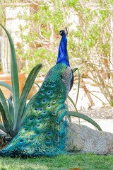 Obraz premium Peacock sitting in the forest
