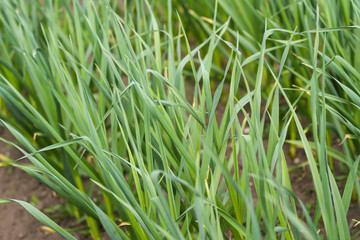 Beautiful green garden view of growing grass.