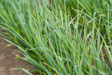 Obraz premium Beautiful green garden view of growing grass.