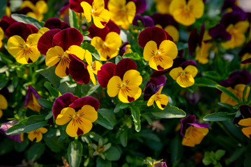 Tricolor violet bloomed in the garden in spring