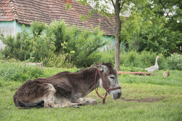 Cute donkey at country side outside stable, enjoying nice weather, life is good